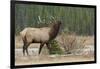 Rocky Mountain bull elk-Ken Archer-Framed Photographic Print