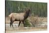 Rocky Mountain bull elk-Ken Archer-Stretched Canvas