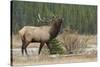 Rocky Mountain bull elk-Ken Archer-Stretched Canvas