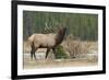 Rocky Mountain bull elk-Ken Archer-Framed Photographic Print