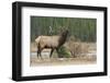 Rocky Mountain bull elk-Ken Archer-Framed Photographic Print