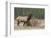 Rocky Mountain bull elk-Ken Archer-Framed Photographic Print