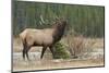 Rocky Mountain bull elk-Ken Archer-Mounted Photographic Print