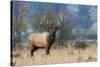 Rocky Mountain bull elk-Ken Archer-Stretched Canvas
