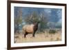 Rocky Mountain bull elk-Ken Archer-Framed Photographic Print