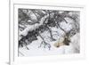 Rocky Mountain Bull Resting During Snowstorm-Ken Archer-Framed Photographic Print