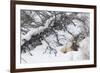 Rocky Mountain Bull Resting During Snowstorm-Ken Archer-Framed Photographic Print