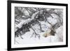 Rocky Mountain Bull Resting During Snowstorm-Ken Archer-Framed Photographic Print