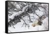 Rocky Mountain Bull Resting During Snowstorm-Ken Archer-Framed Stretched Canvas