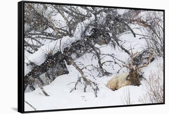 Rocky Mountain Bull Resting During Snowstorm-Ken Archer-Framed Stretched Canvas