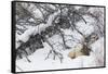 Rocky Mountain Bull Resting During Snowstorm-Ken Archer-Framed Stretched Canvas