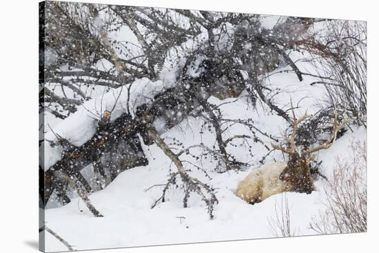 Rocky Mountain Bull Resting During Snowstorm-Ken Archer-Stretched Canvas