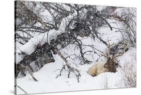 Rocky Mountain Bull Resting During Snowstorm-Ken Archer-Stretched Canvas