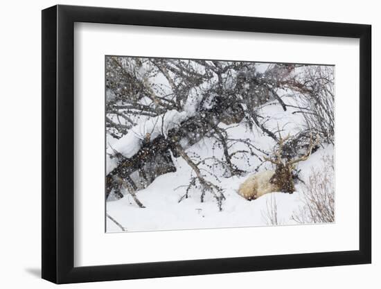 Rocky Mountain Bull Resting During Snowstorm-Ken Archer-Framed Photographic Print