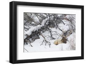 Rocky Mountain Bull Resting During Snowstorm-Ken Archer-Framed Photographic Print