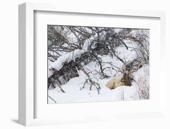 Rocky Mountain Bull Resting During Snowstorm-Ken Archer-Framed Photographic Print