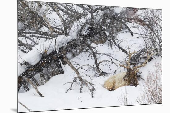 Rocky Mountain Bull Resting During Snowstorm-Ken Archer-Mounted Premium Photographic Print