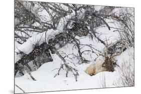 Rocky Mountain Bull Resting During Snowstorm-Ken Archer-Mounted Premium Photographic Print
