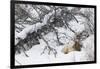 Rocky Mountain Bull Resting During Snowstorm-Ken Archer-Framed Premium Photographic Print