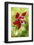 Rocky Mountain Columbine in bloom.-Janet Horton-Framed Photographic Print