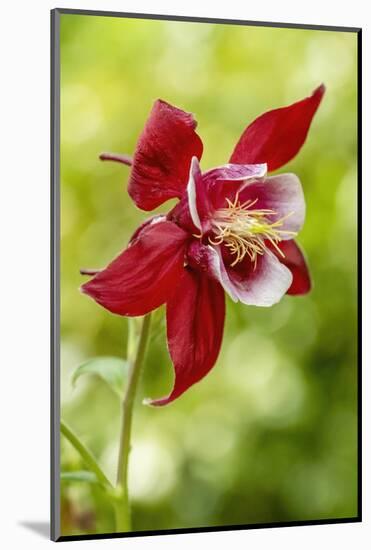 Rocky Mountain Columbine in bloom.-Janet Horton-Mounted Photographic Print
