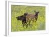 Rocky Mountain Cow Elk and Calf-Ken Archer-Framed Photographic Print