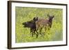 Rocky Mountain Cow Elk and Calf-Ken Archer-Framed Photographic Print