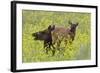 Rocky Mountain Cow Elk and Calf-Ken Archer-Framed Photographic Print