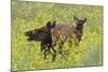 Rocky Mountain Cow Elk and Calf-Ken Archer-Mounted Photographic Print