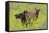 Rocky Mountain Cow Elk and Calf-Ken Archer-Framed Stretched Canvas