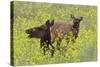 Rocky Mountain Cow Elk and Calf-Ken Archer-Stretched Canvas