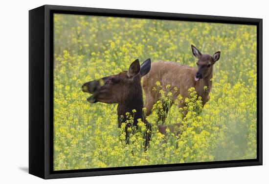 Rocky Mountain Cow Elk and Calf-Ken Archer-Framed Stretched Canvas