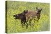 Rocky Mountain Cow Elk and Calf-Ken Archer-Stretched Canvas