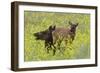 Rocky Mountain Cow Elk and Calf-Ken Archer-Framed Photographic Print