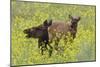 Rocky Mountain Cow Elk and Calf-Ken Archer-Mounted Photographic Print