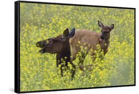 Rocky Mountain Cow Elk and Calf-Ken Archer-Framed Stretched Canvas