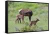 Rocky Mountain Cow Elk and Calf-Ken Archer-Framed Stretched Canvas