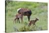 Rocky Mountain Cow Elk and Calf-Ken Archer-Stretched Canvas