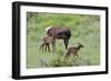 Rocky Mountain Cow Elk and Calf-Ken Archer-Framed Photographic Print