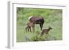 Rocky Mountain Cow Elk and Calf-Ken Archer-Framed Photographic Print