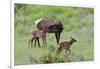 Rocky Mountain Cow Elk and Calf-Ken Archer-Framed Photographic Print