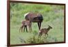 Rocky Mountain Cow Elk and Calf-Ken Archer-Framed Photographic Print