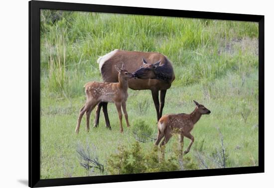 Rocky Mountain Cow Elk and Calf-Ken Archer-Framed Photographic Print