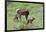 Rocky Mountain Cow Elk and Calf-Ken Archer-Framed Photographic Print