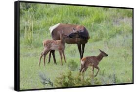 Rocky Mountain Cow Elk and Calf-Ken Archer-Framed Stretched Canvas