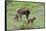 Rocky Mountain Cow Elk and Calf-Ken Archer-Framed Stretched Canvas