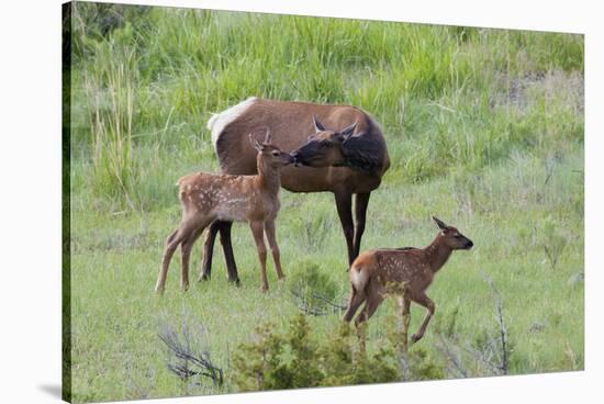 Rocky Mountain Cow Elk and Calf-Ken Archer-Stretched Canvas