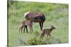 Rocky Mountain Cow Elk and Calf-Ken Archer-Stretched Canvas