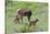 Rocky Mountain Cow Elk and Calf-Ken Archer-Stretched Canvas