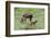 Rocky Mountain Cow Elk and Calf-Ken Archer-Framed Photographic Print